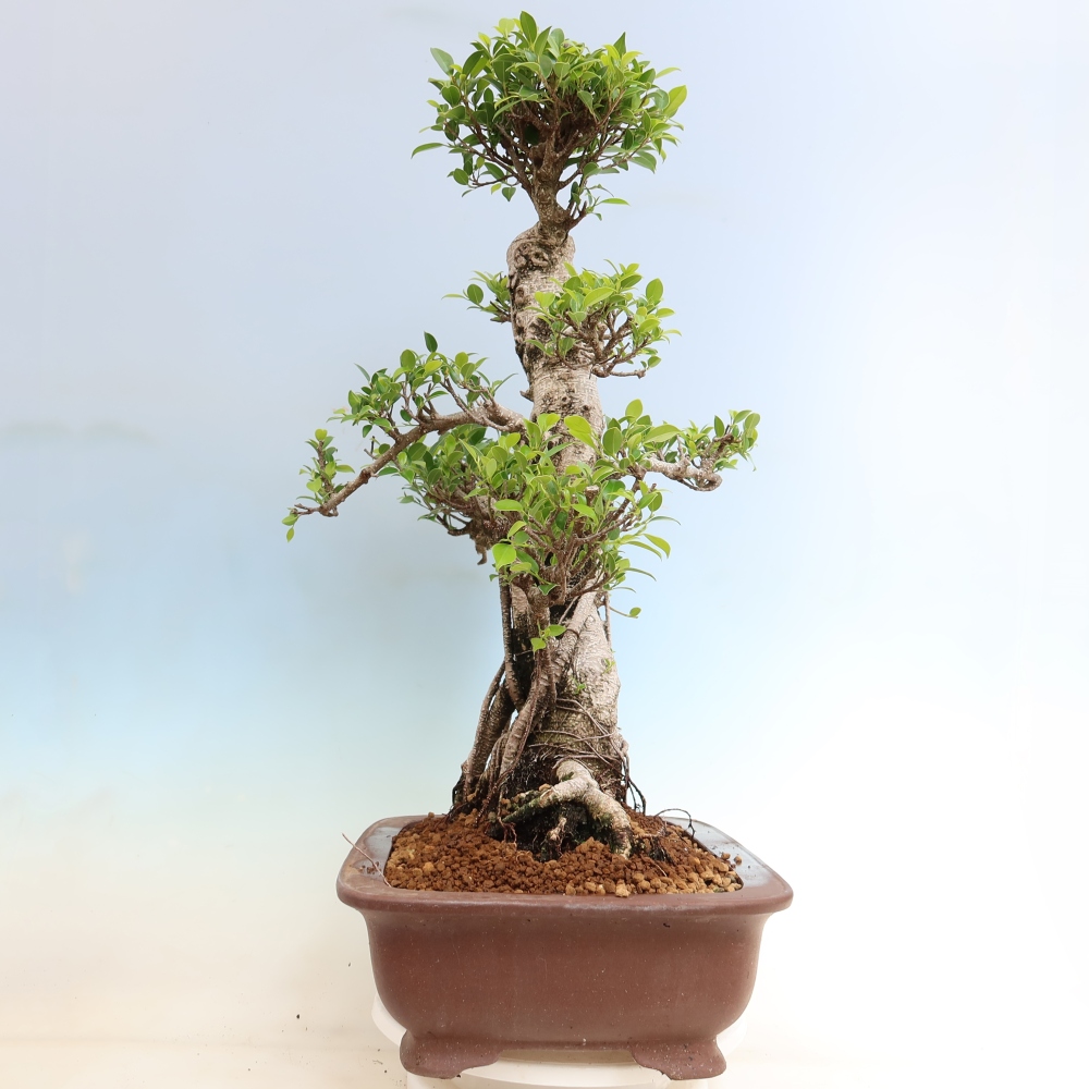 Kamerbonsai - Ficus kimmen - kleinbladige ficus