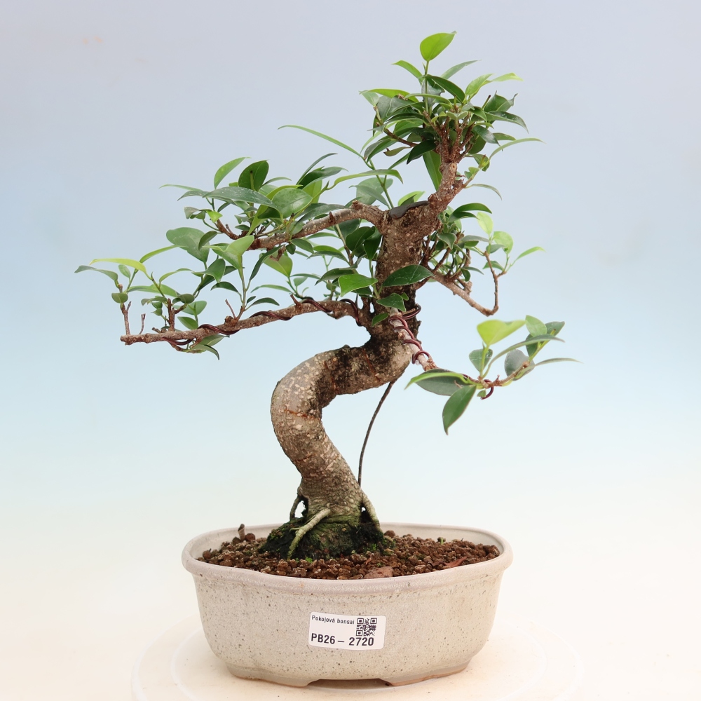 Kamerbonsai - Ficus kimmen - kleinbladige ficus