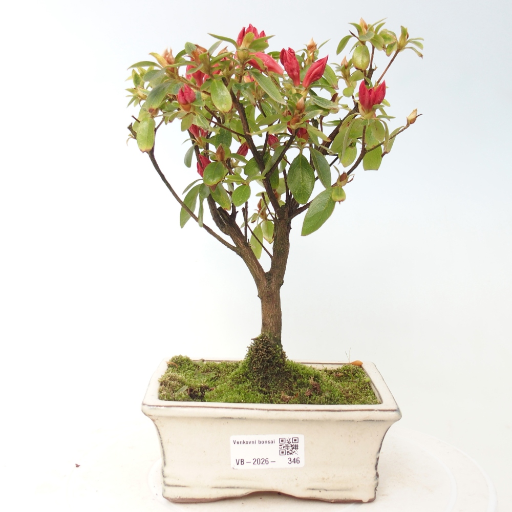 Bonsai voor buiten - Japanse azalea - Azalea sp.