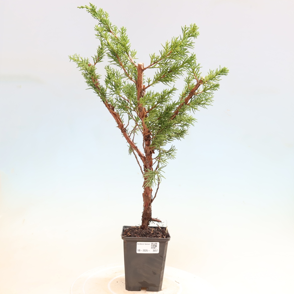 Bonsai voor buiten - Juniperus chinensis Kishu