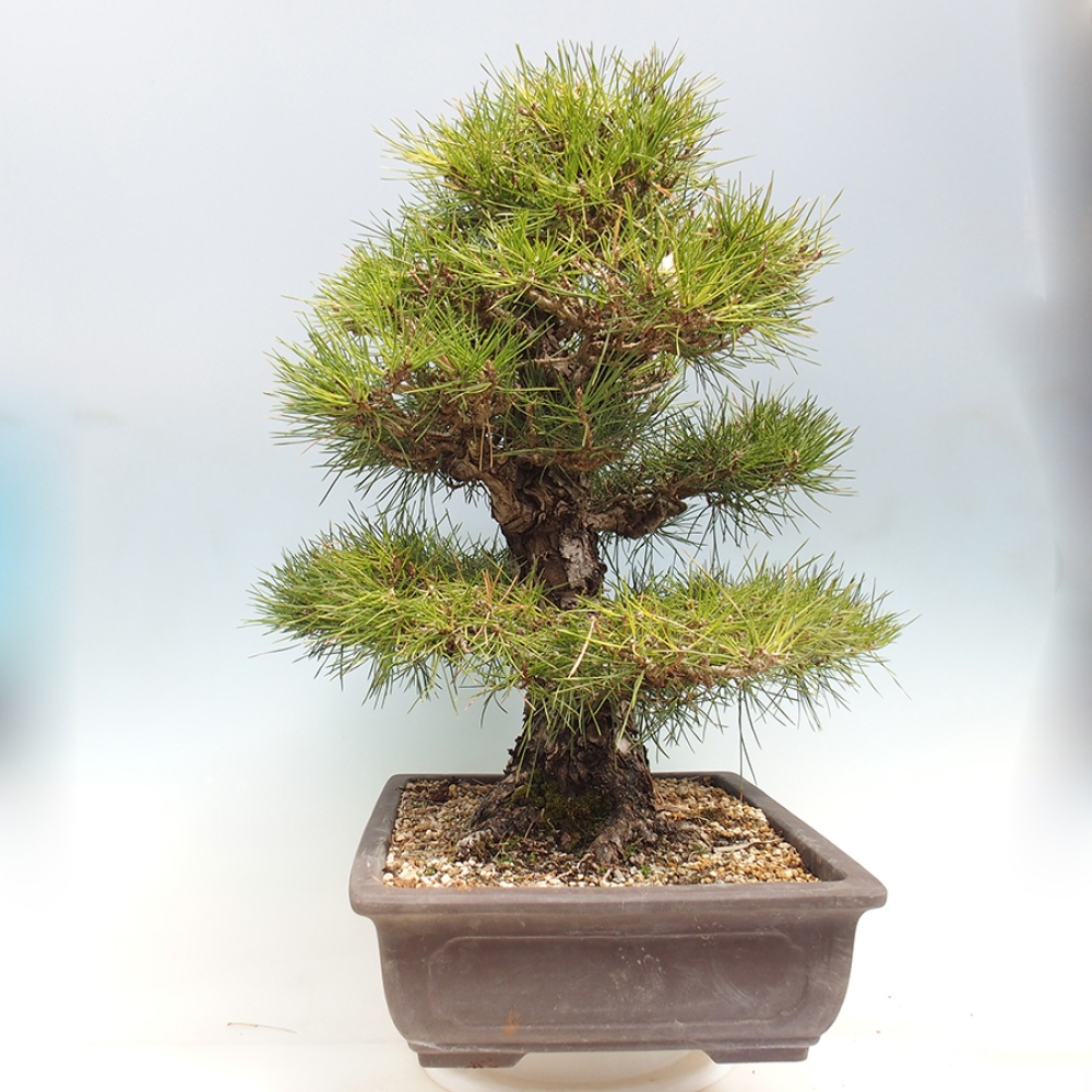 Bonsai voor buiten - Pinus thunbergii - Thunberg den
