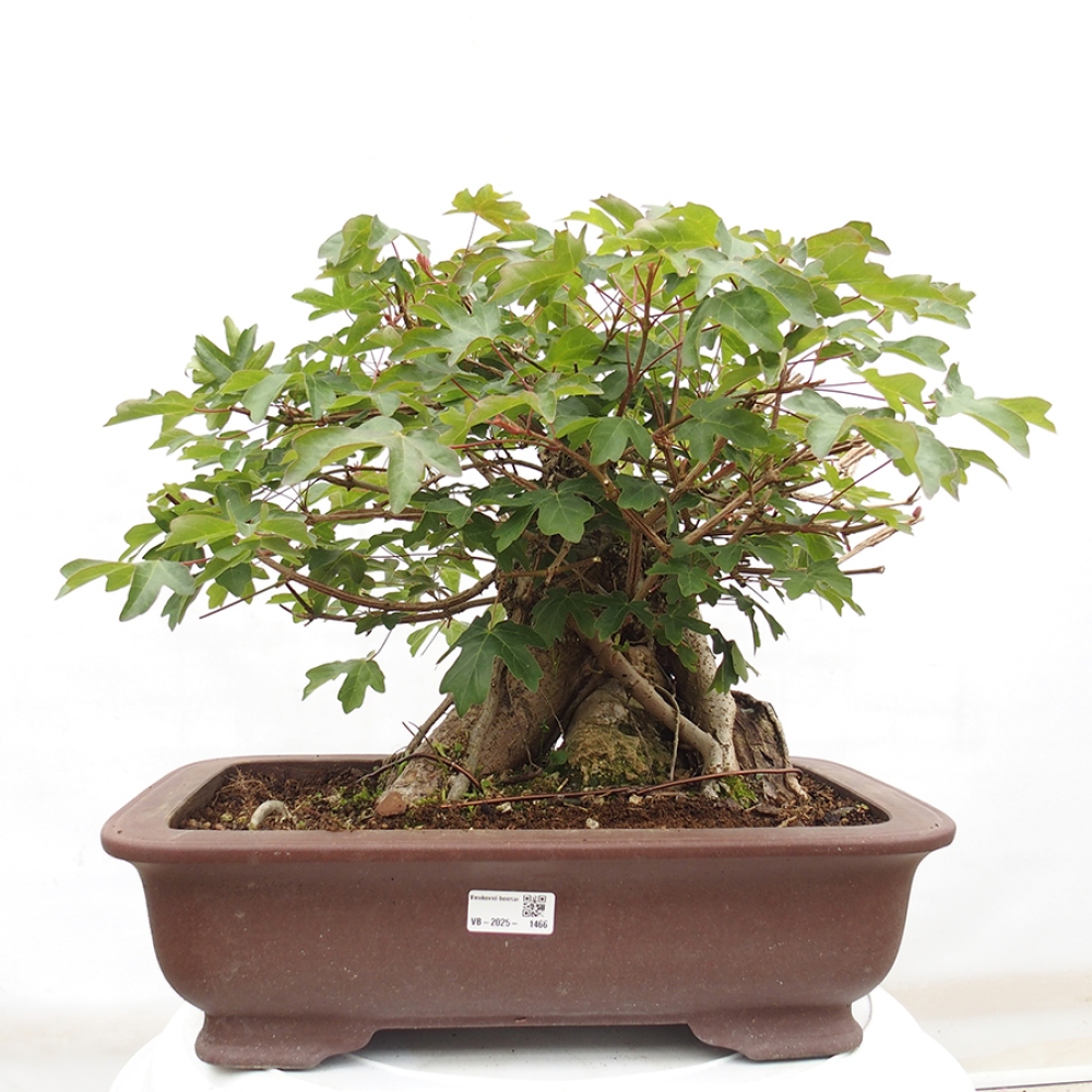 Bonsai voor buiten -Javor babyka - Acer campestre