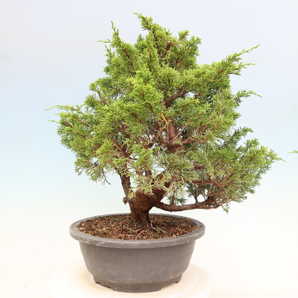 Bonsai voor buiten - Juniperus chinensis Itoigawa-Juniperus chinensis