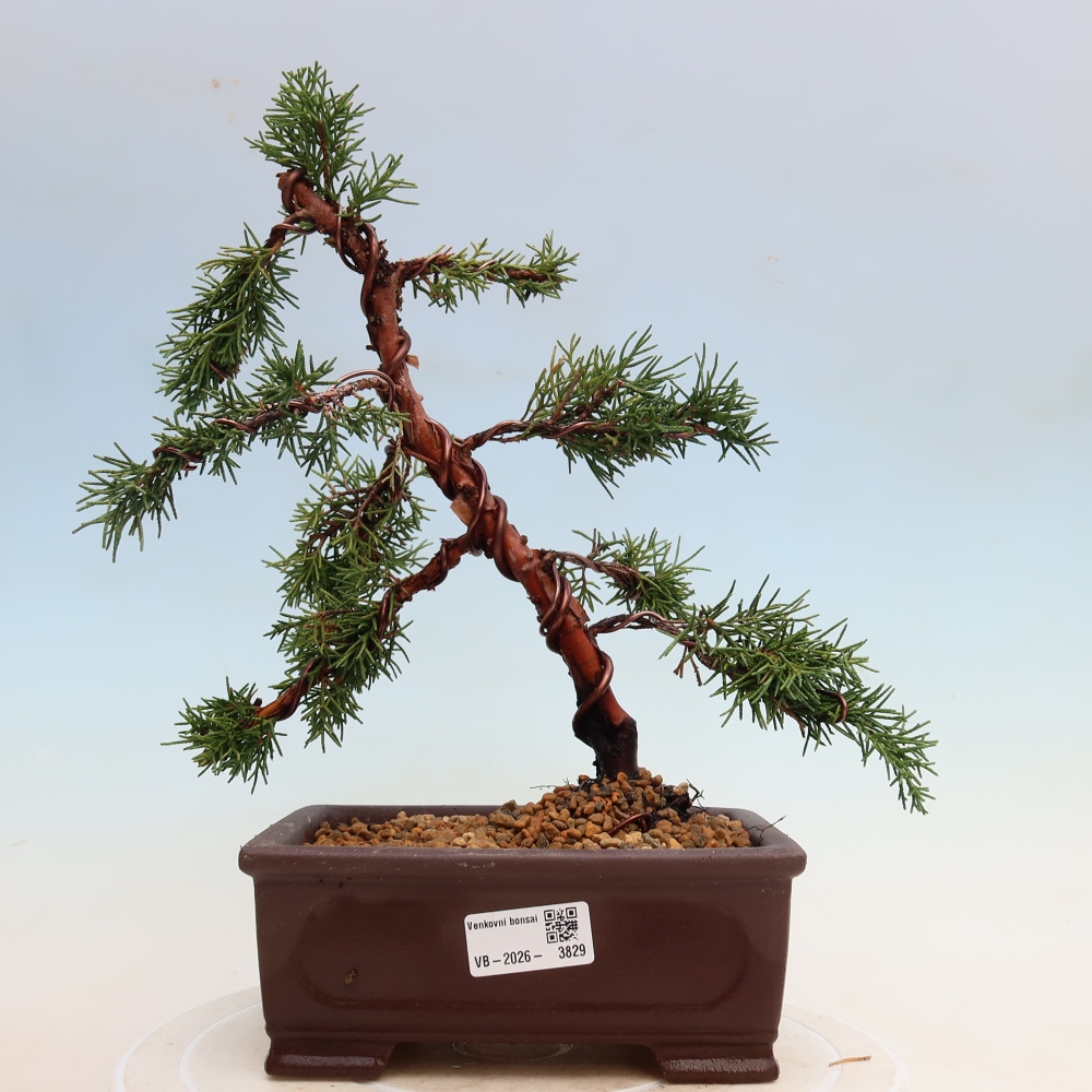 Bonsai voor buiten - Juniperus chinensis Kishu