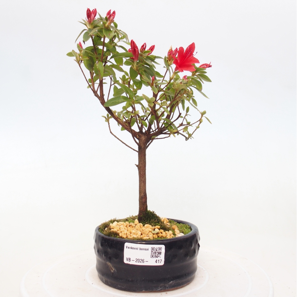 Bonsai voor buiten - Japanse azalea - Azalea sp.