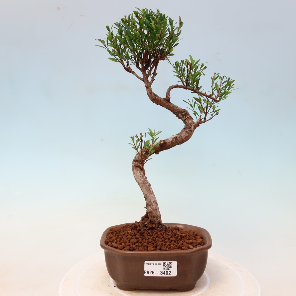 Kamerbonsai - Syzygium - Pimento
