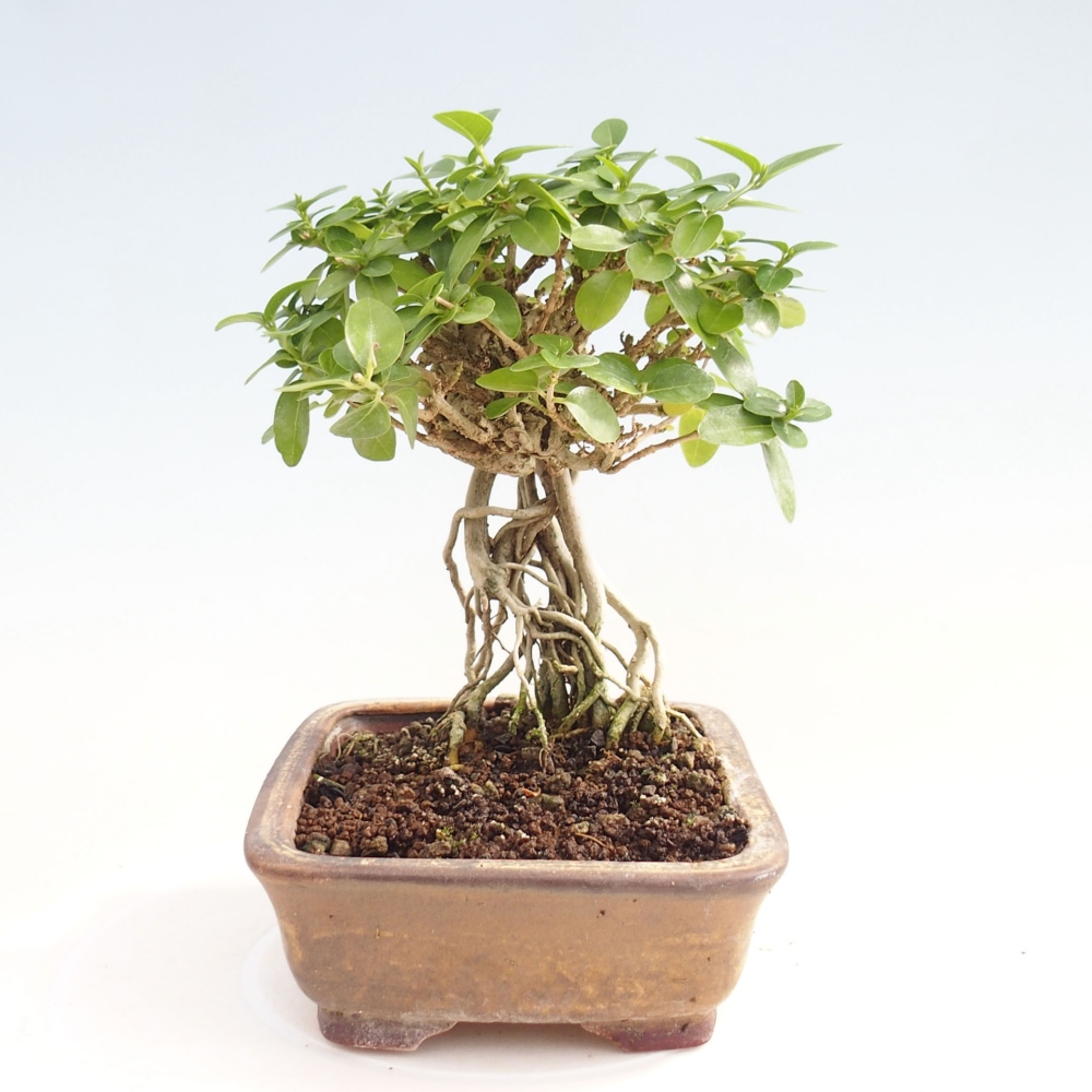 Bonsai voor binnen - Premna serratifolia - Kozlovna malolista