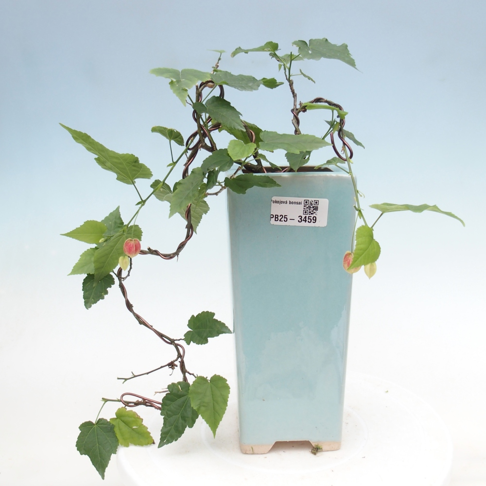 Bonsai voor binnen - Abutilon Big Bell - Cloudberry
