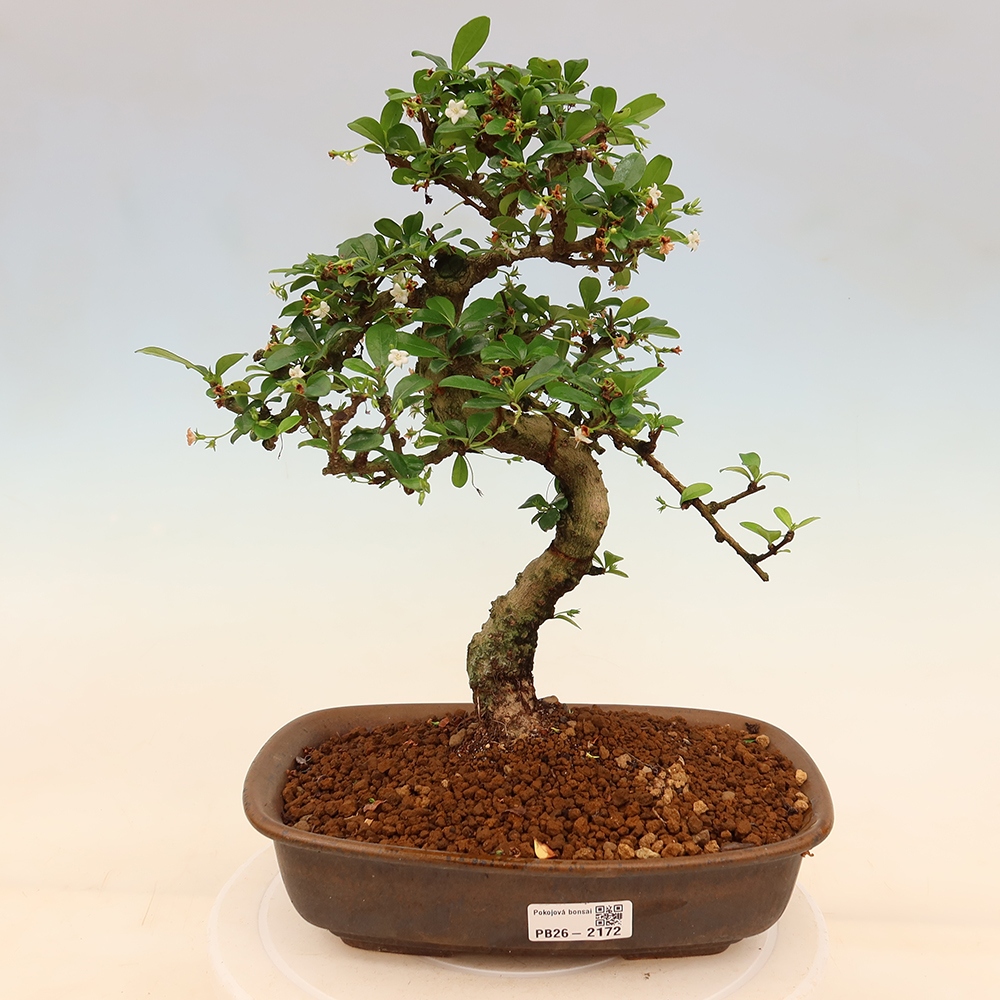 Kamerbonsai - Carmona macrophylla - Thee fuki