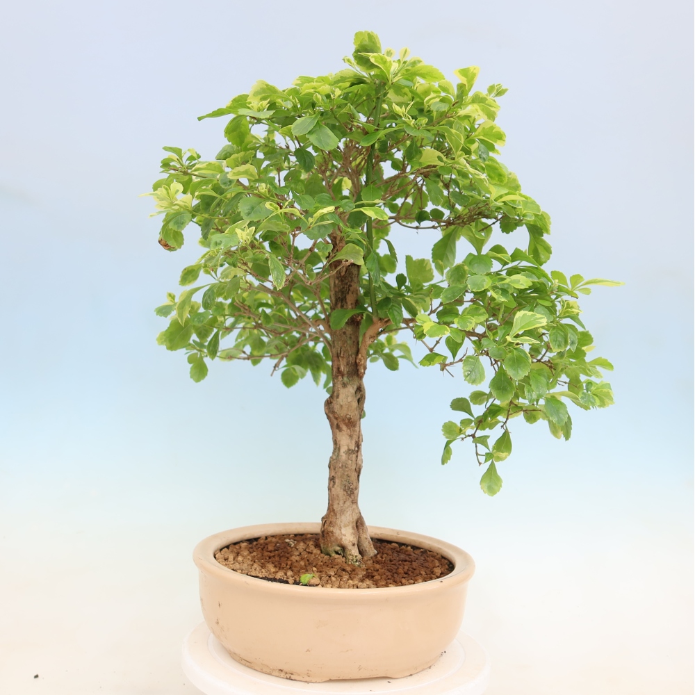 Kamerbonsai - Duranta erecta Aurea