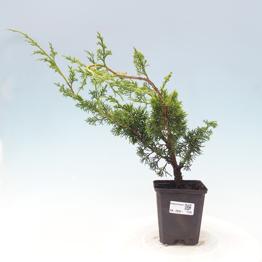Bonsai voor buiten - Juniperus chinensis Itoigawa