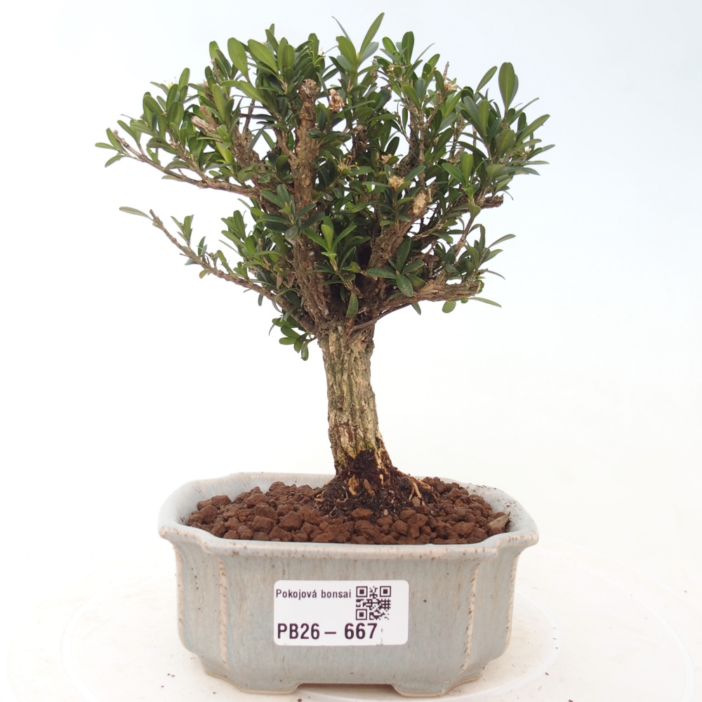 Kamerbonsai - Buxus harlandii - kurk buxus