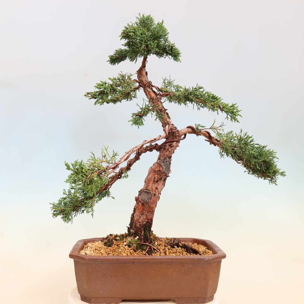 Bonsai voor buiten - Juniperus chinensis Kishu