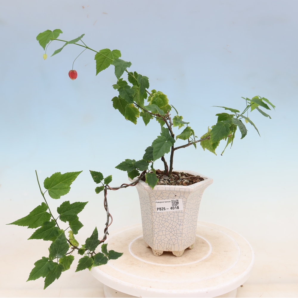 Bonsai voor binnen - Abutilon Big Bell - Cloudberry