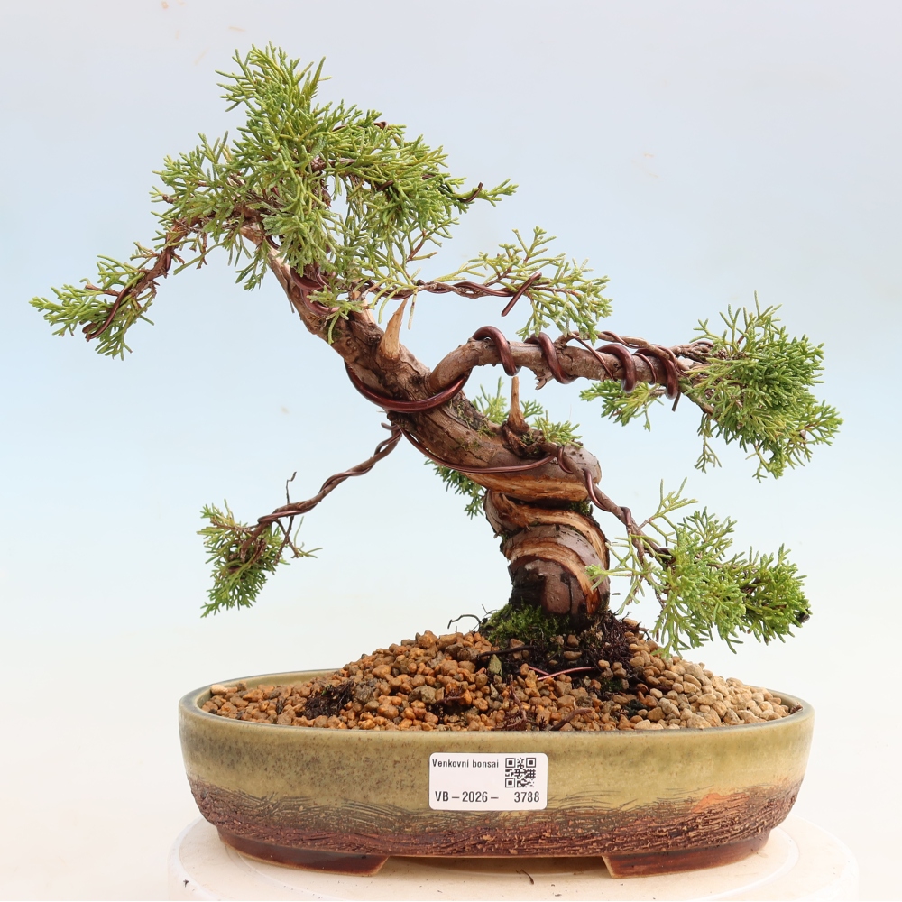 Bonsai voor buiten - Juniperus chinensis Itoigawa-Juniperus chinensis