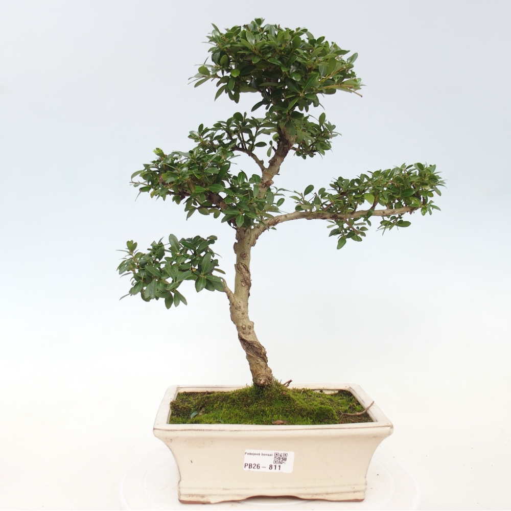 Kamerbonsai - Ilex crenata - Hulst