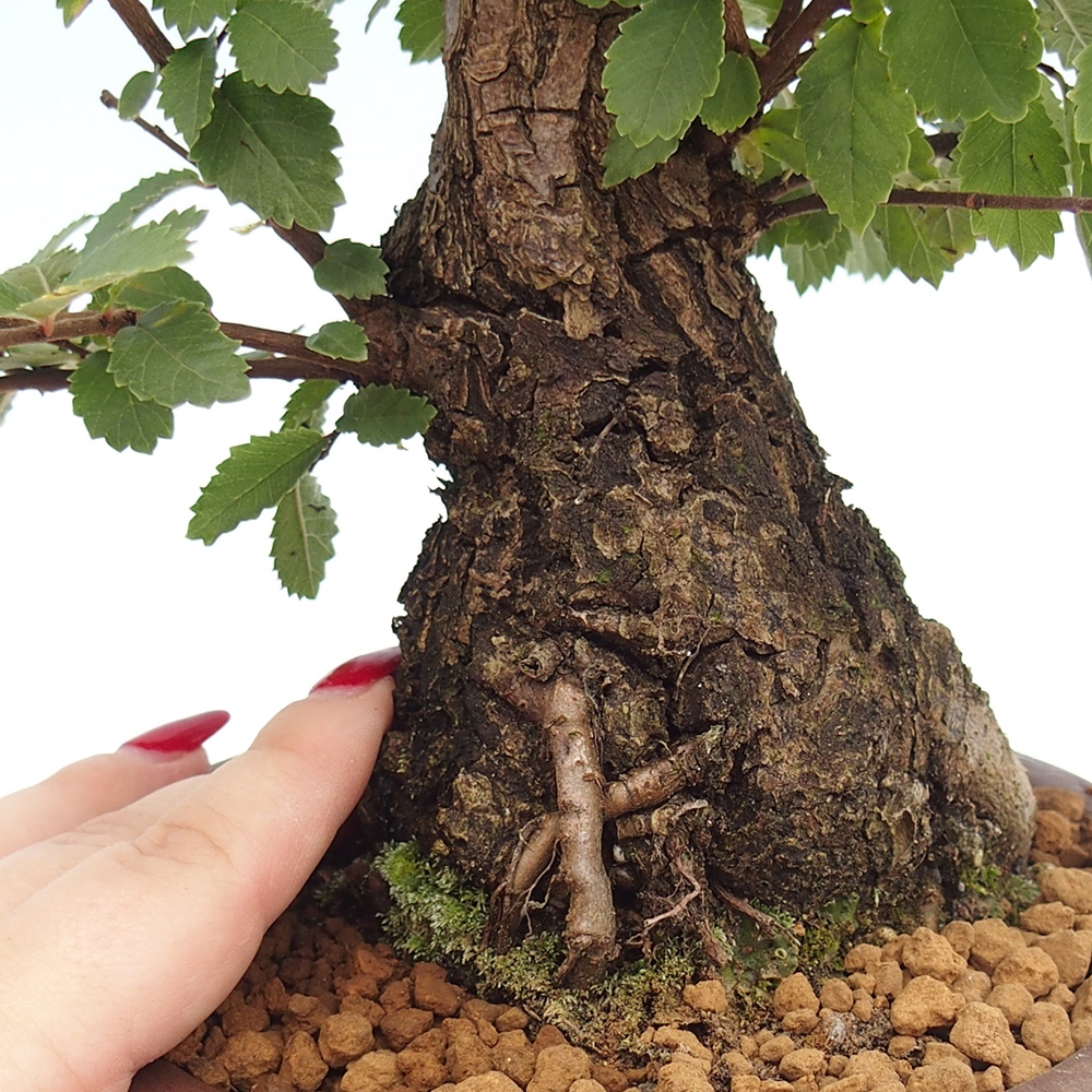 Bonsai voor buiten - Zelkova - Zelkova NIRE