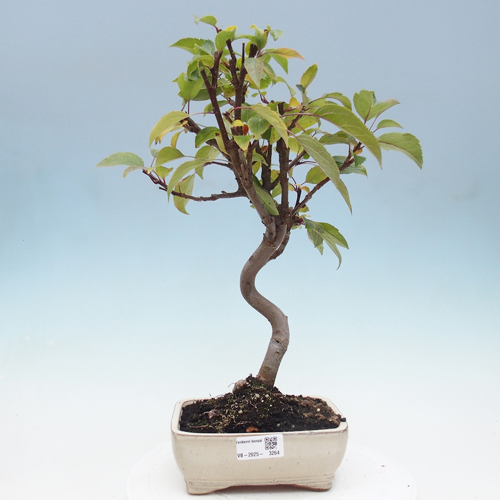 Bonsai voor buiten -Malus halliana - Appelboom met kleine vruchten