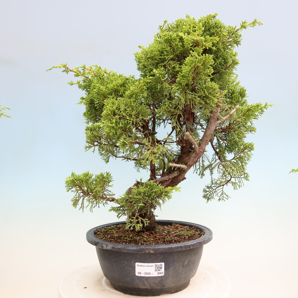 Bonsai voor buiten - Juniperus chinensis Itoigawa-Juniperus chinensis