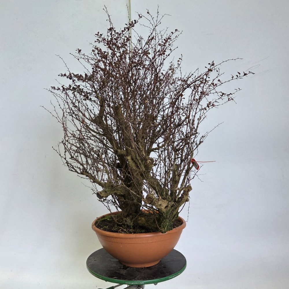 Bonsai voor buiten - Barberry - Berberis thunbergii atropurpurea