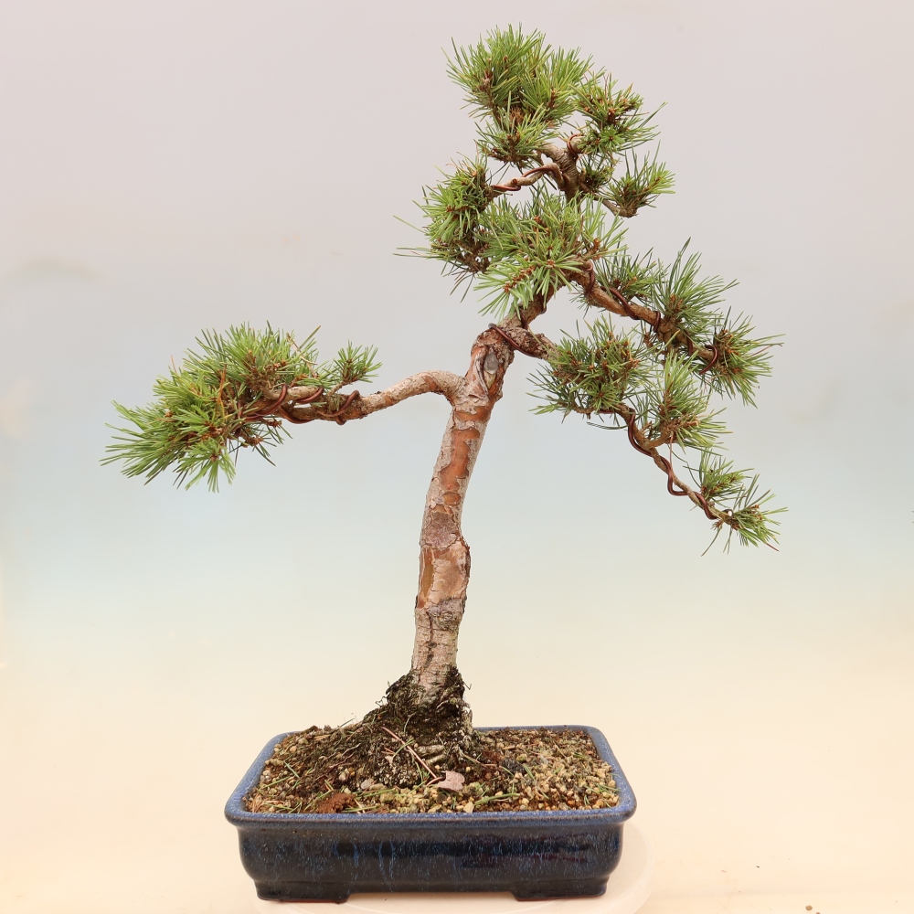 Bonsai voor buiten - Pinus Sylvestris Watererri - grove den