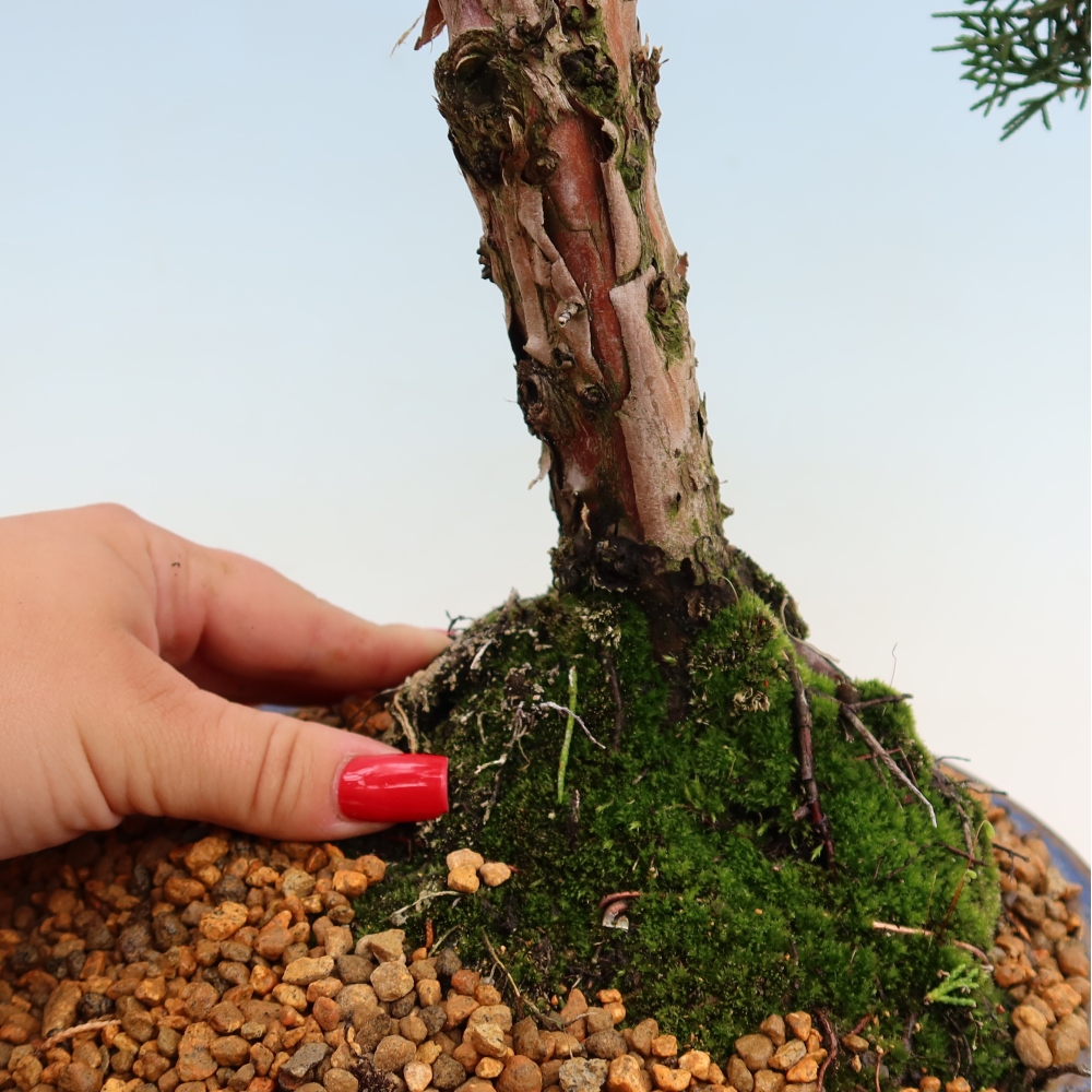 Bonsai voor buiten - Juniperus chinensis Kishu