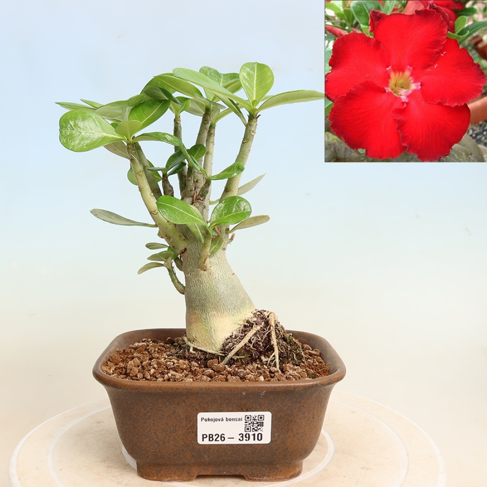 Kamerbonsai - Adenium obesum Red Star - Woestijnroos