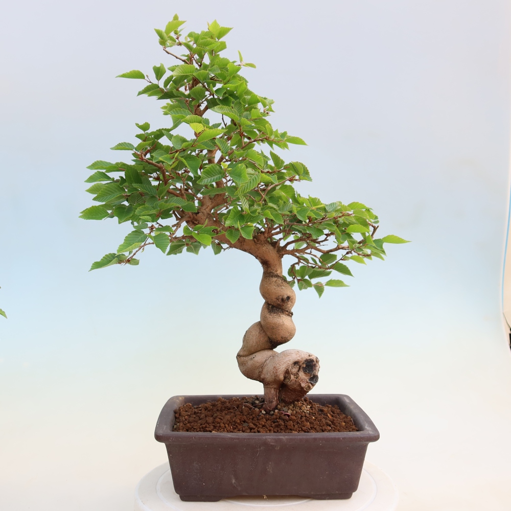 Bonsai voor buiten -Carpinus Coreana - Koreaanse haagbeuk