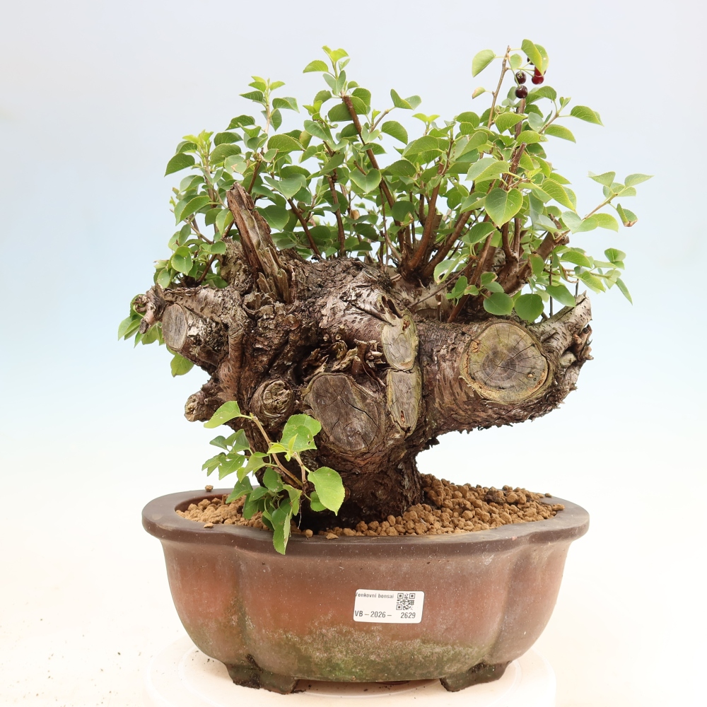 Bonsai voor buiten - Mahalebka - Prunus mahaleb