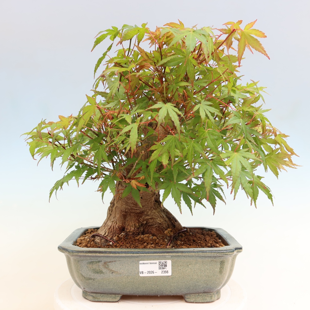 Bonsai voor buiten - Esdoorn Burger - Acer Burgerianum