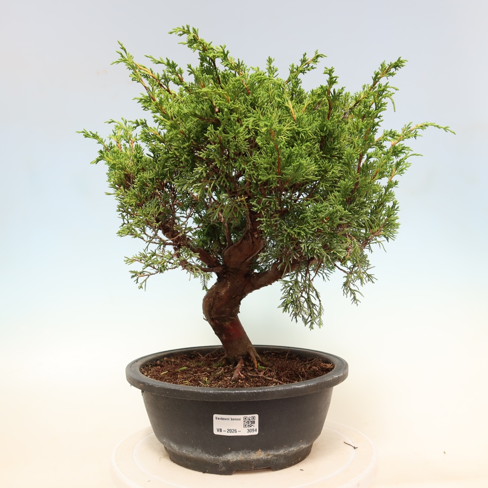 Bonsai voor buiten - Juniperus chinensis Itoigawa-Juniperus chinensis