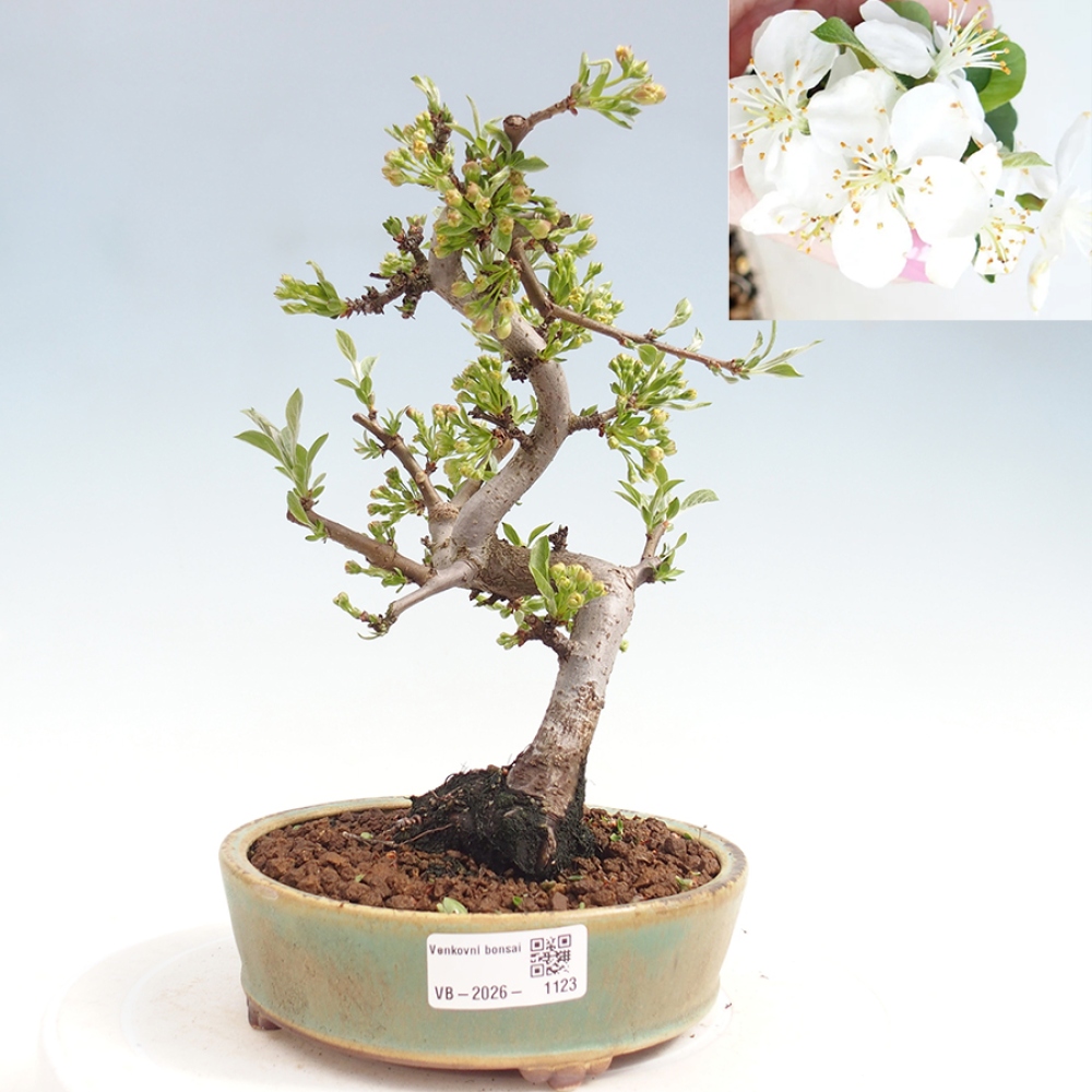 Bonsai voor buiten - Malus sargentii - Appelboom met kleine vruchten