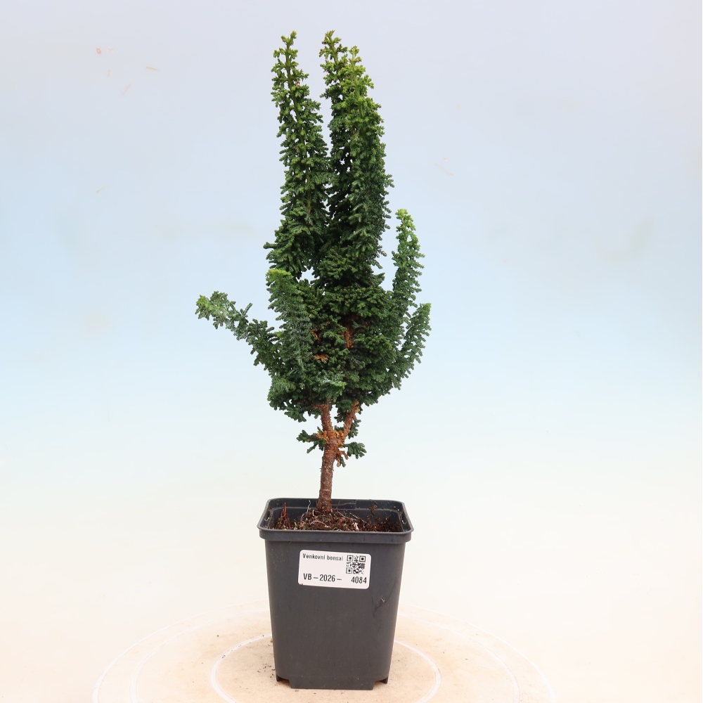Bonsai voor buiten - Cham. obtusa SEKKA HINOKI - Cipres