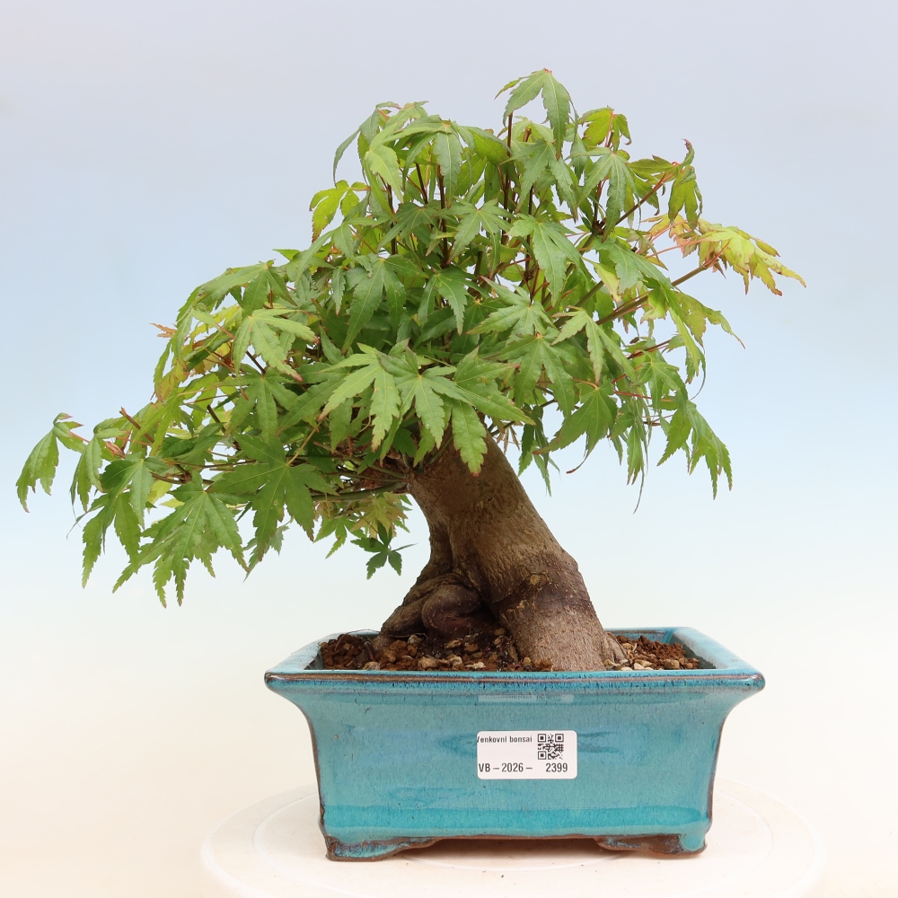 Bonsai voor buiten - Esdoorn Burger - Acer Burgerianum