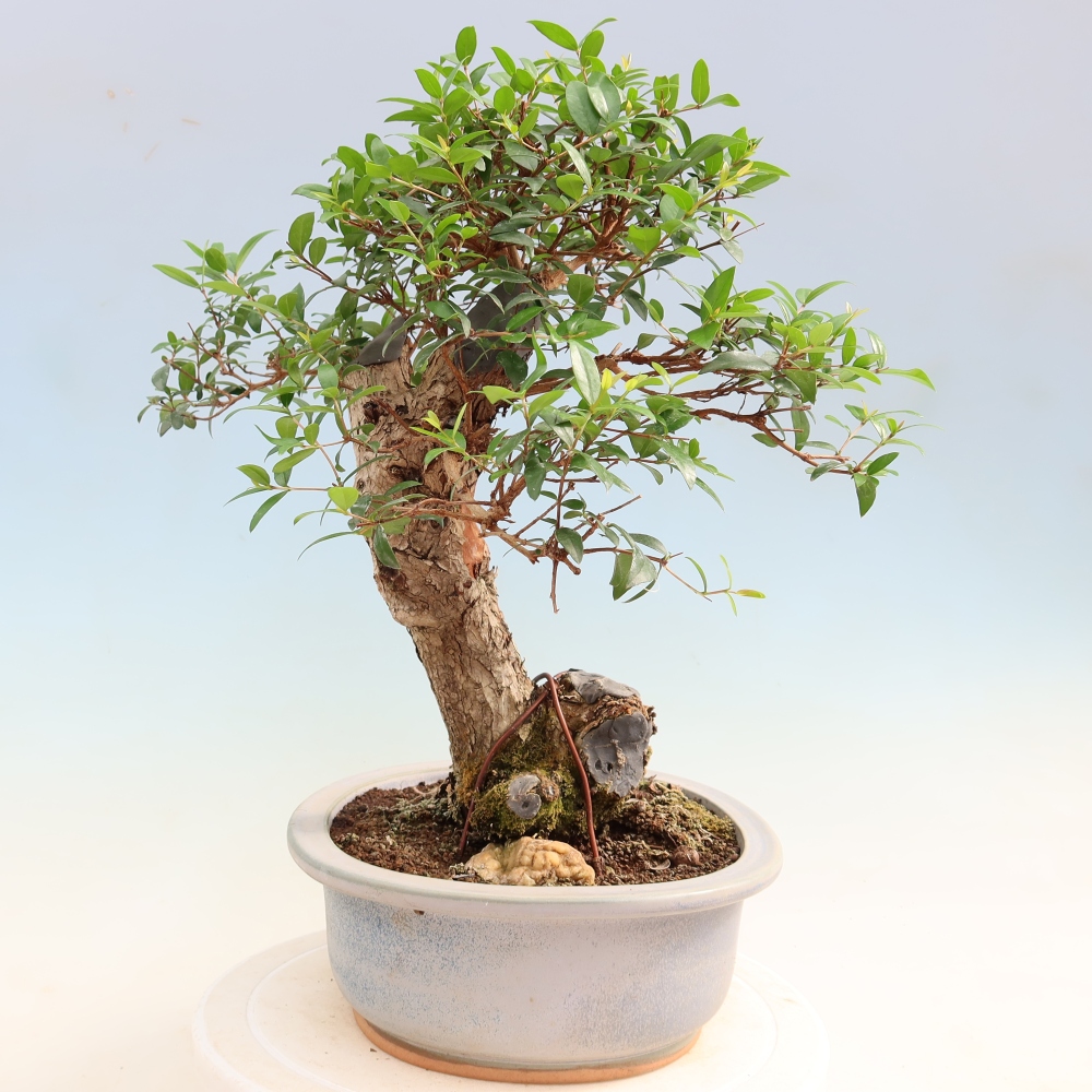 Kamerbonsai - Myrtus communis - Mirte
