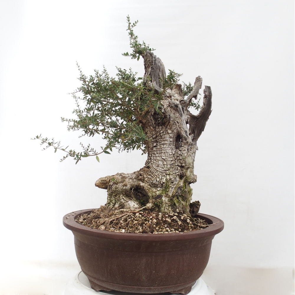 Bonsai voor binnen - Olea europaea sylvestris