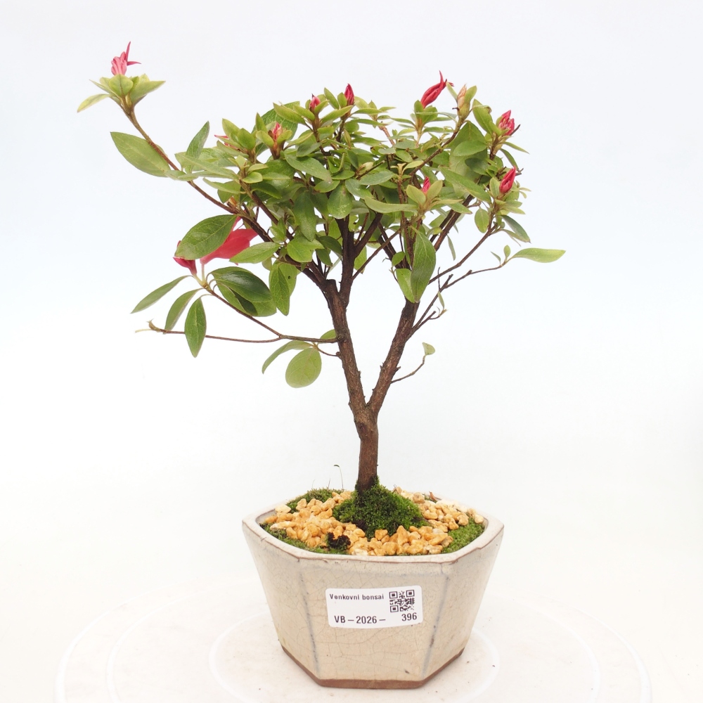Bonsai voor buiten - Japanse azalea - Azalea sp.
