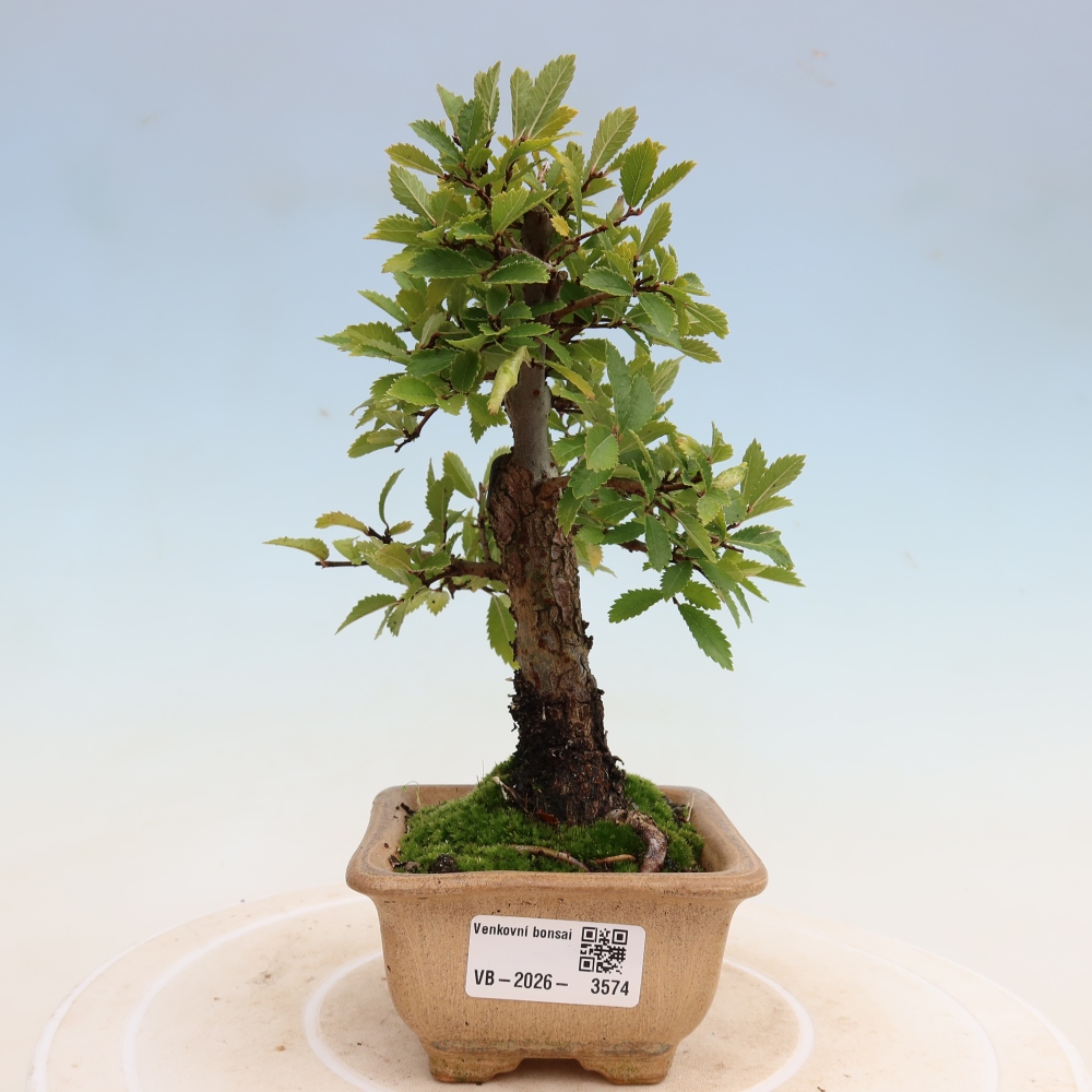 Bonsai voor buiten - Zelkova - Zelkova NIRE