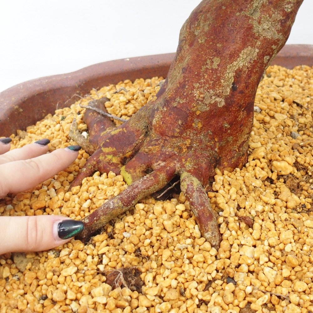 Bonsai voor buiten - Japanse Azalea - Azalea Miyabihime