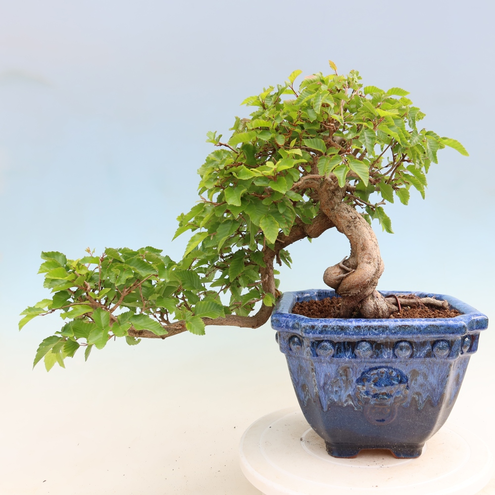 Bonsai voor buiten -Carpinus Coreana - Koreaanse haagbeuk