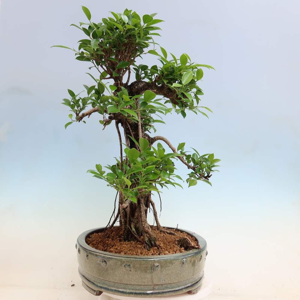 Kamerbonsai - Ficus kimmen - kleinbladige ficus