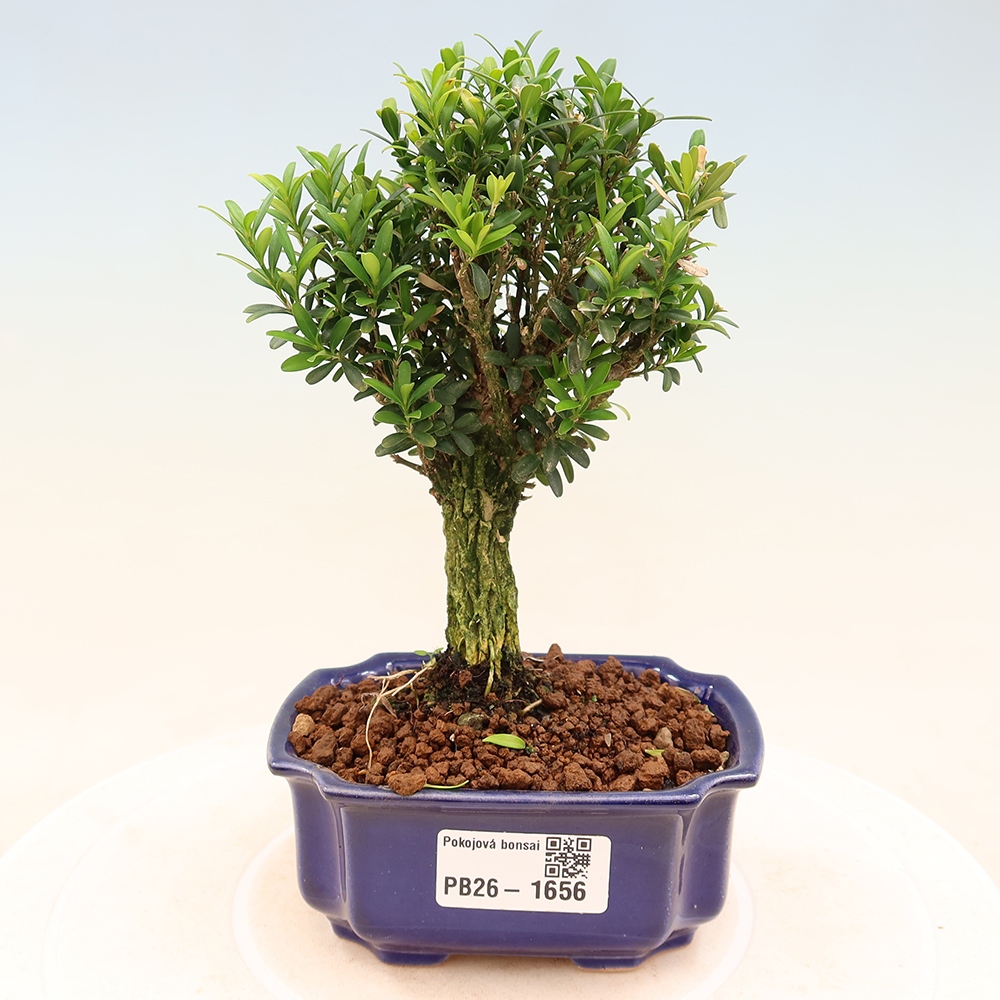 Kamerbonsai - Buxus harlandii - kurk buxus