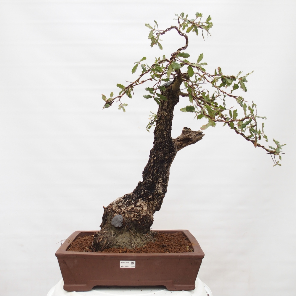 Yamadori - Quercus Ilex -Oakhulst