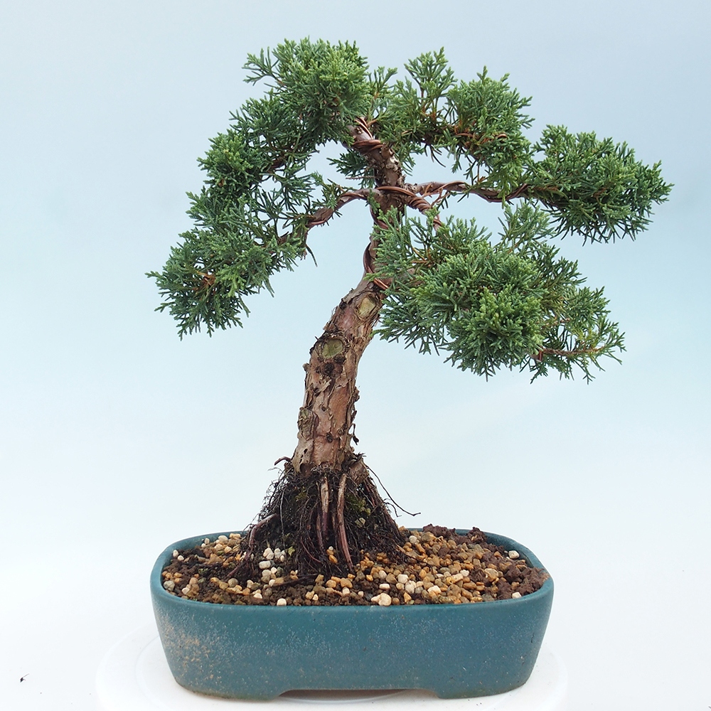 Bonsai voor buiten - Juniperus chinensis Kishu