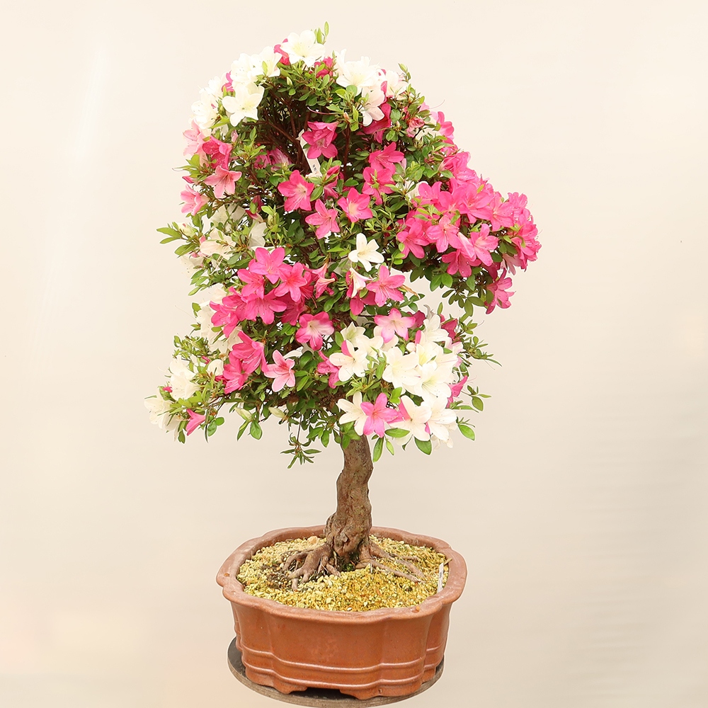 Bonsai voor buiten - Japanse Azalea - Azalea Sayaka