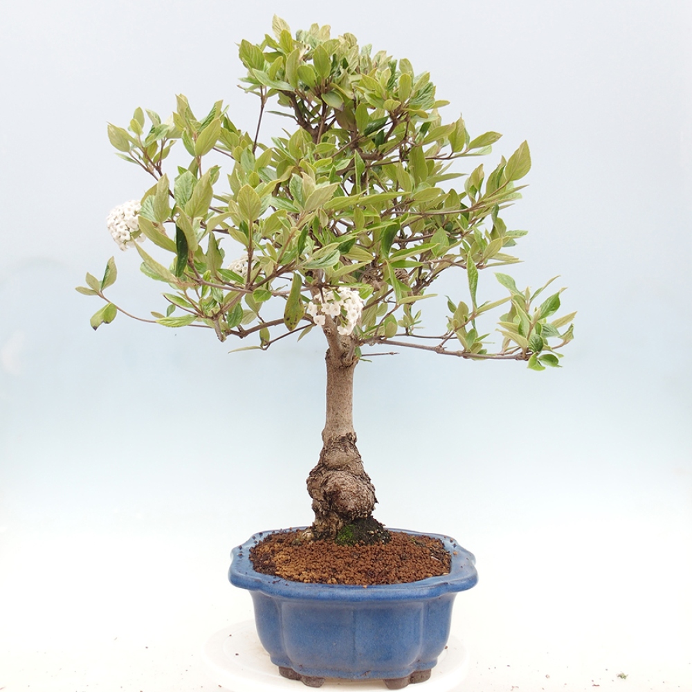 Bonsai voor buiten - Kalina Bodnanská - Viburum carlesii hemsi