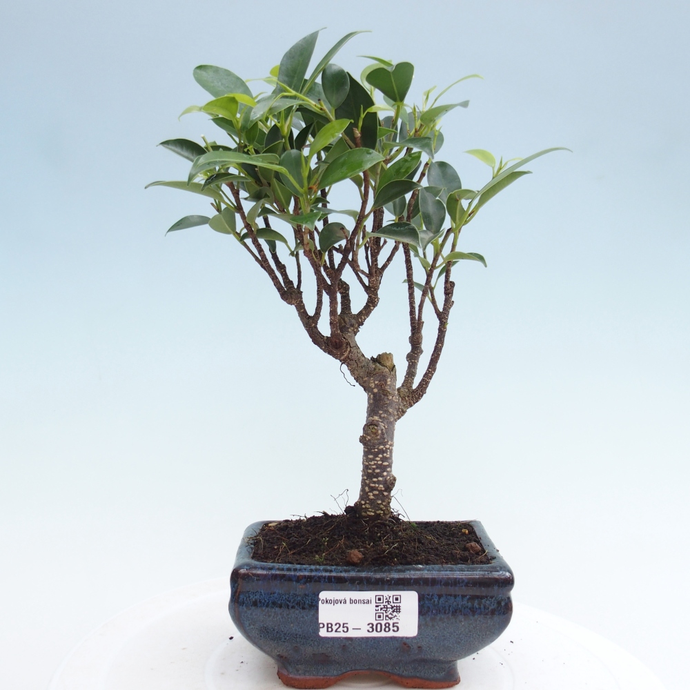 Kamer bonsai Ficus retusa kimmen