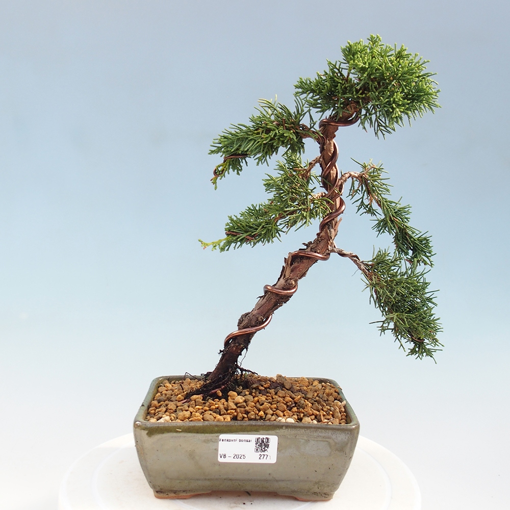 Bonsai voor buiten - Juniperus chinensis Kishu