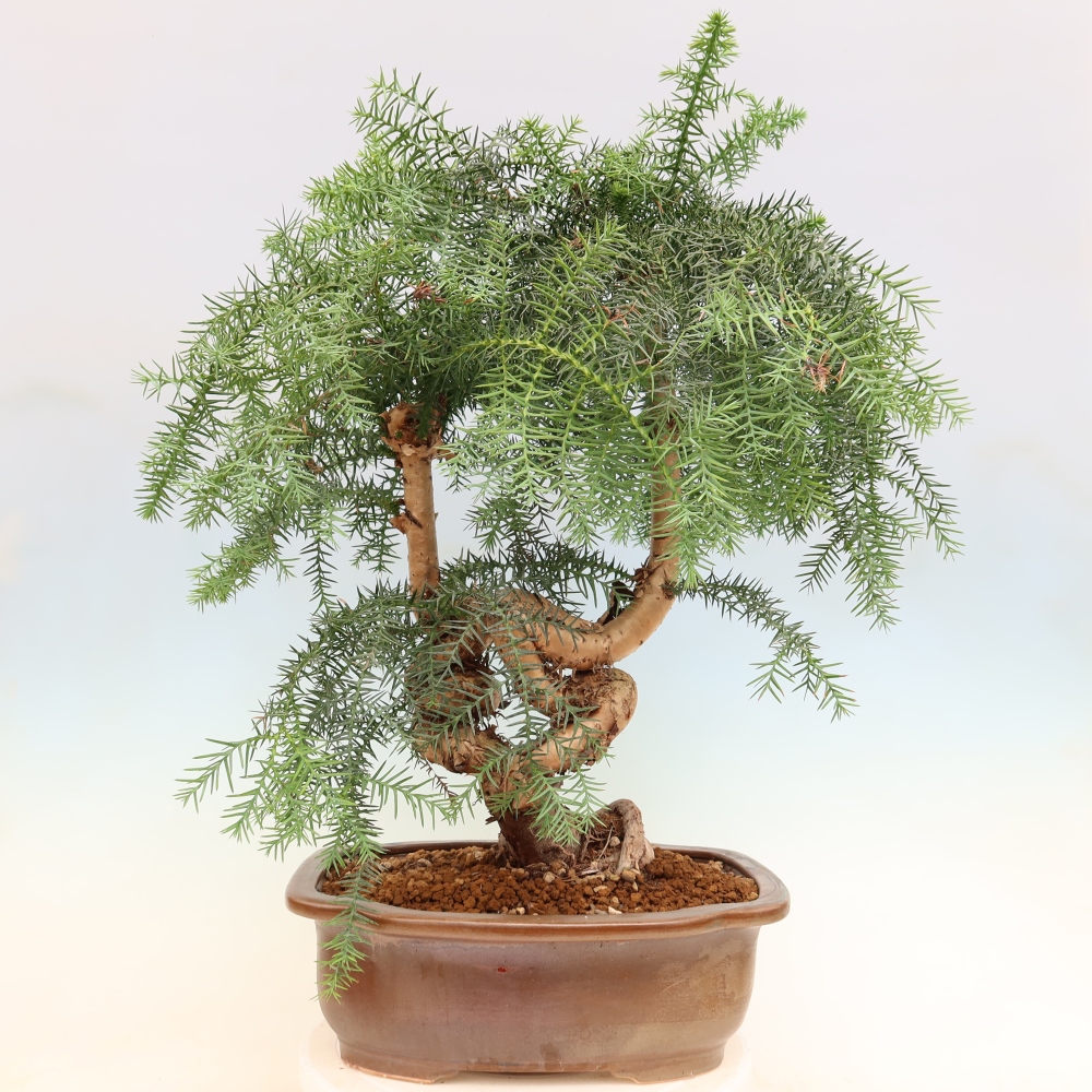 Kamerbonsai - Araucaria - kamer spar