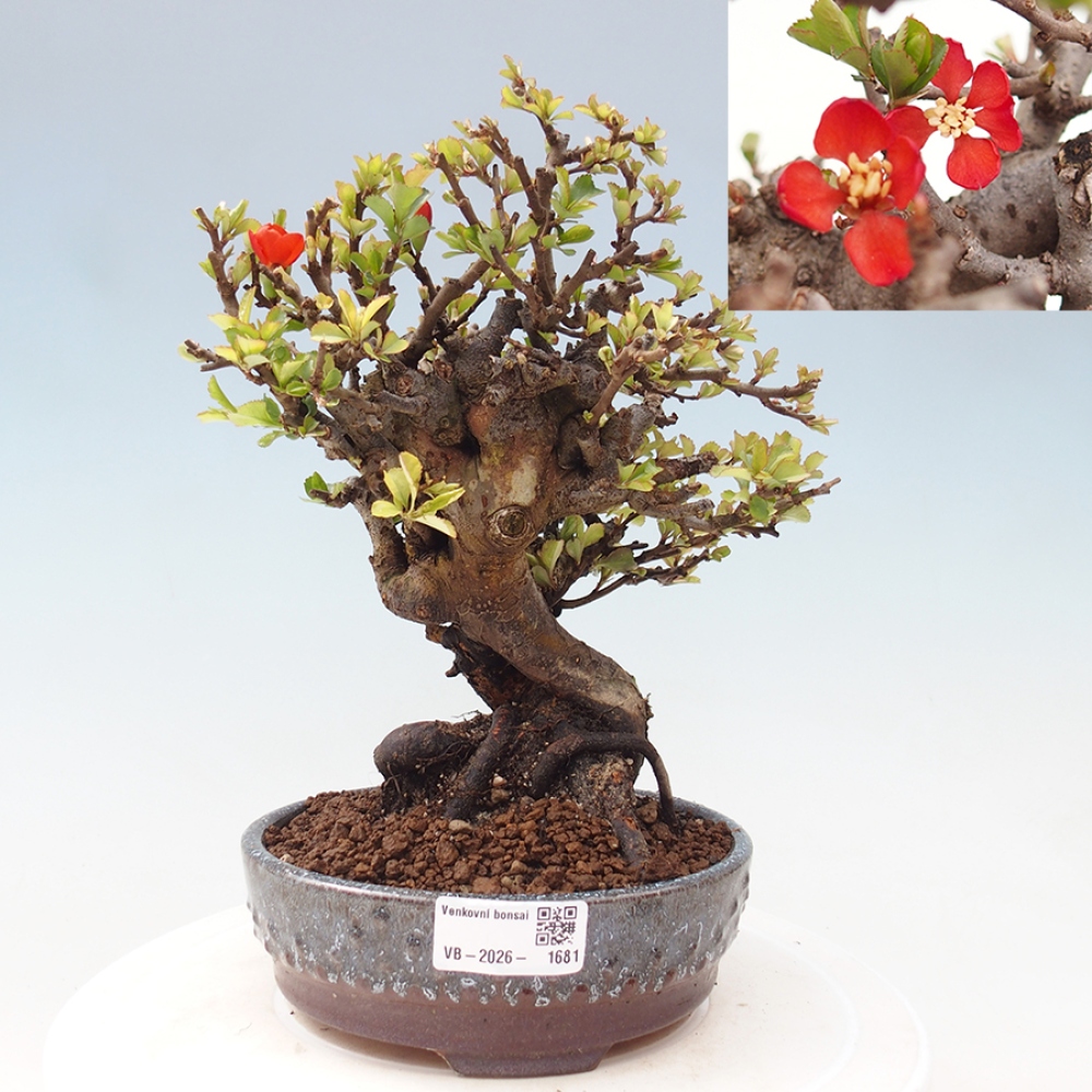 Bonsai voor buiten - Chaneomeles speciosa - Kweepeer